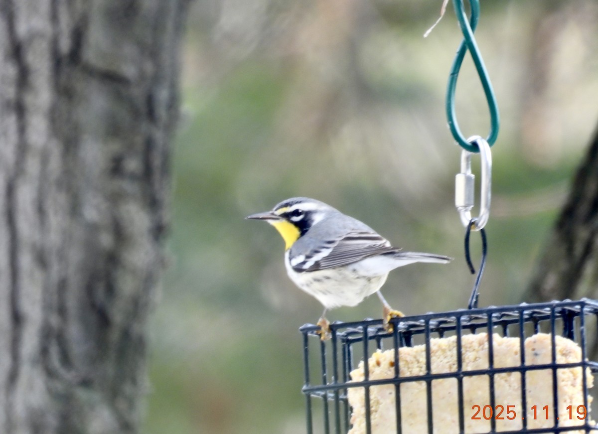Yellow-throated Warbler - ML647226605