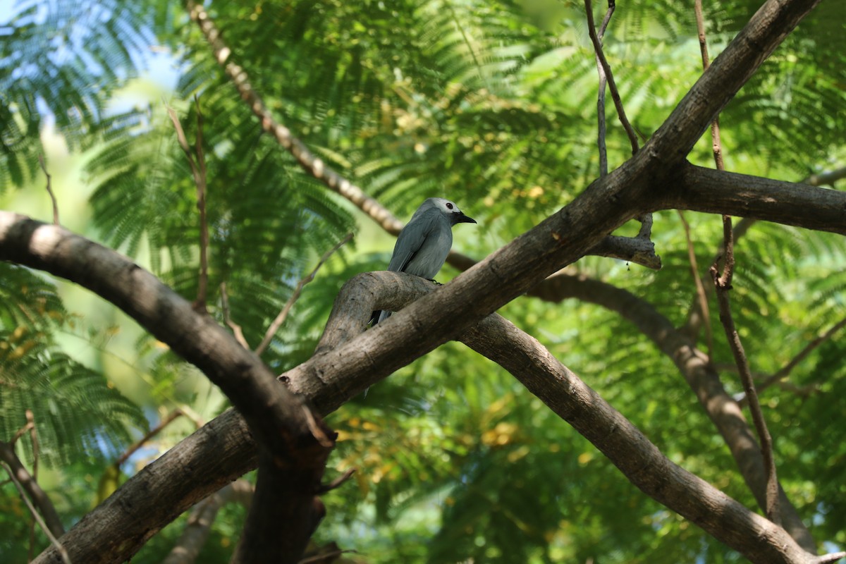 灰卷尾 - ML647226611