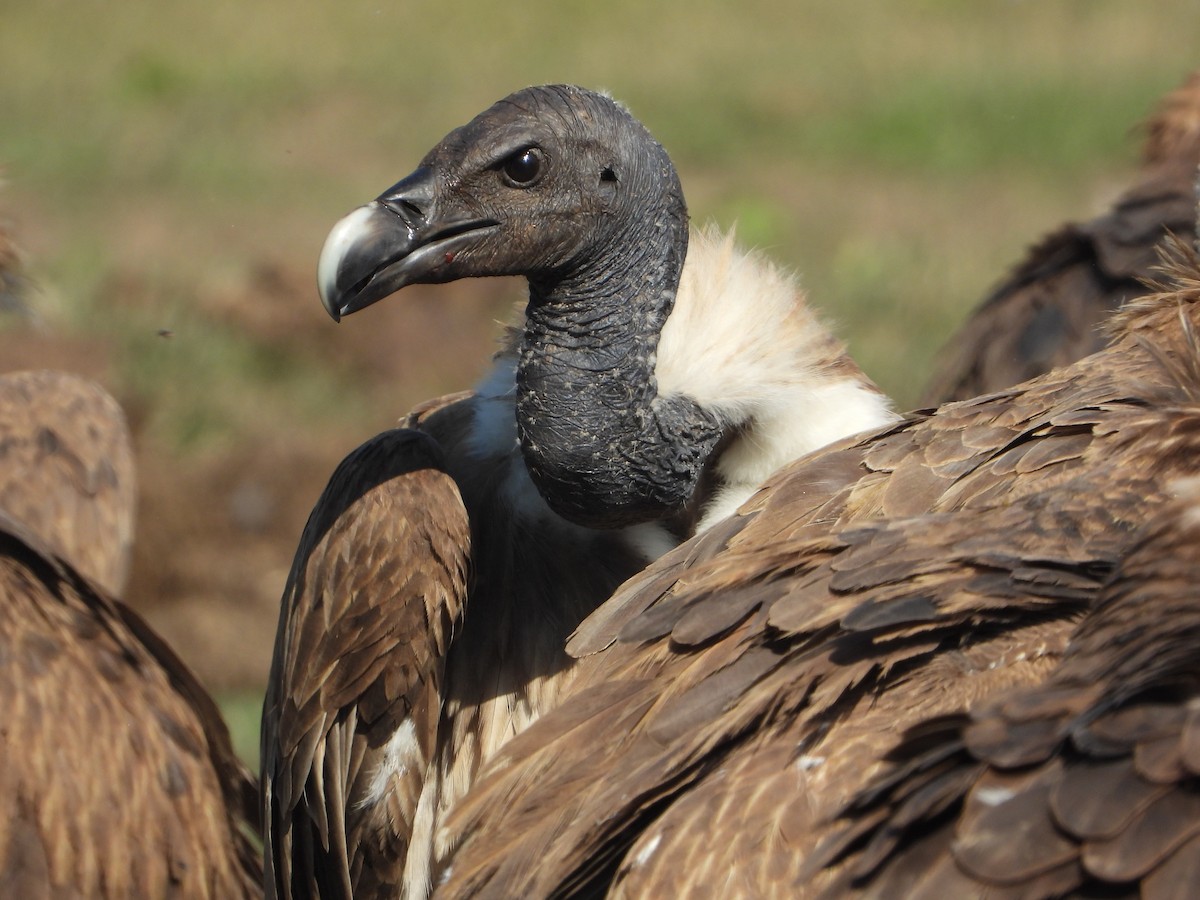 Slender-billed Vulture - ML647226612