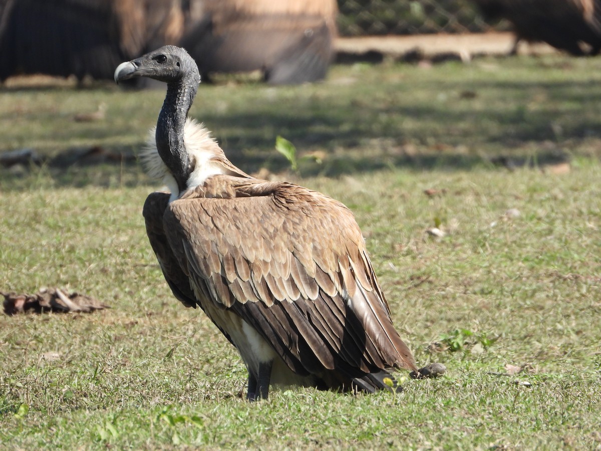 Slender-billed Vulture - ML647226613
