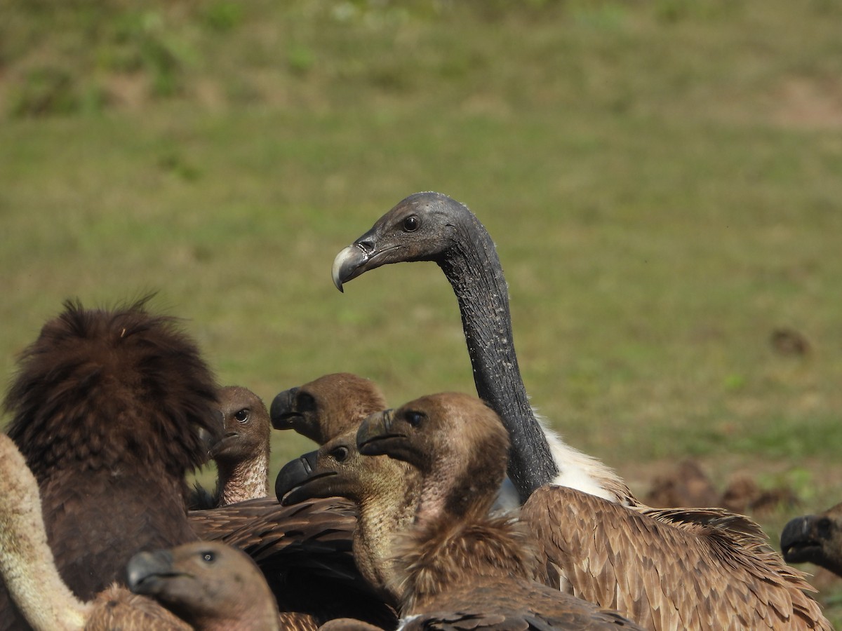 Slender-billed Vulture - ML647226614