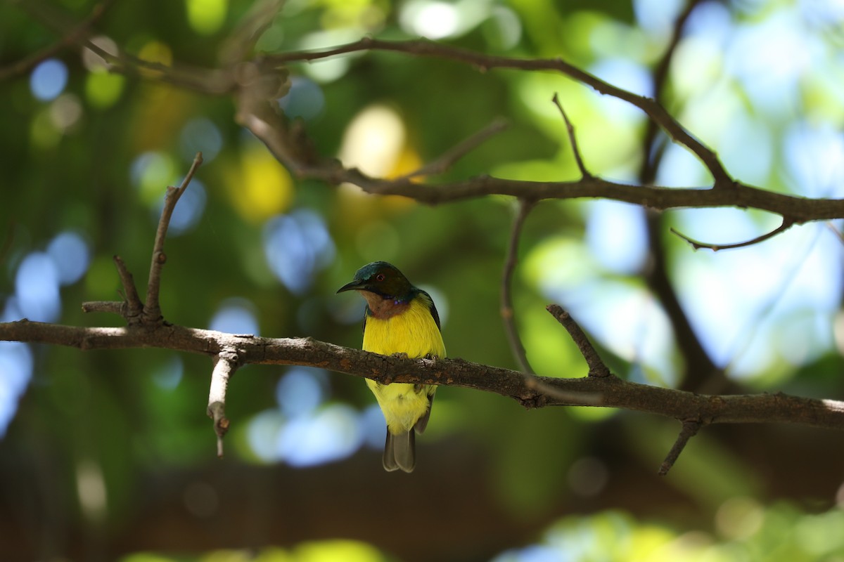 Brown-throated Sunbird - ML647226619