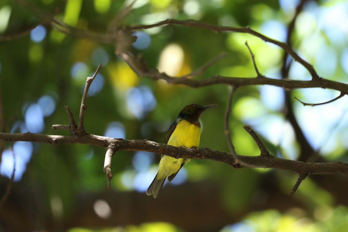 Brown-throated Sunbird - ML647226620