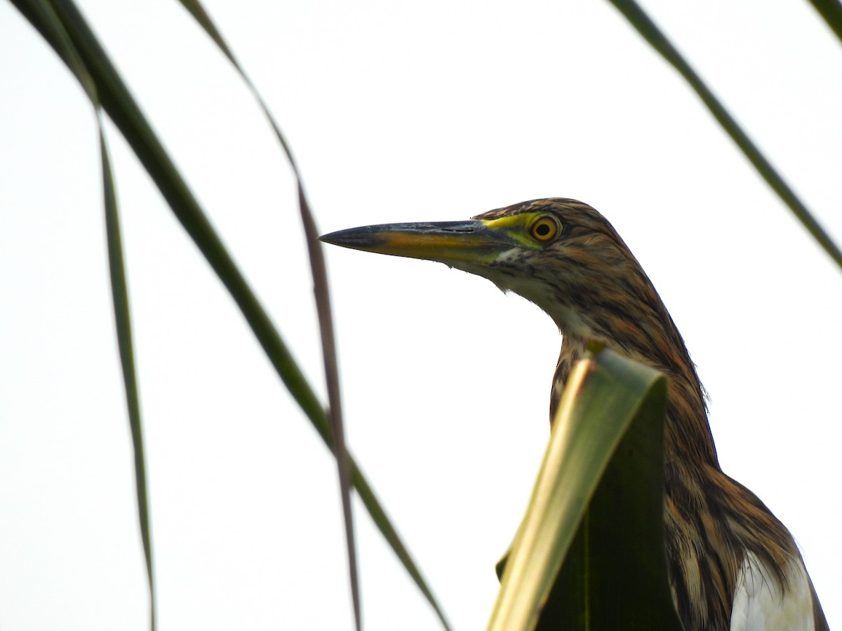 Indian Pond-Heron - ML647226624