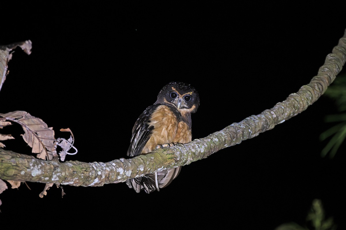 Tawny-browed Owl - ML647226640