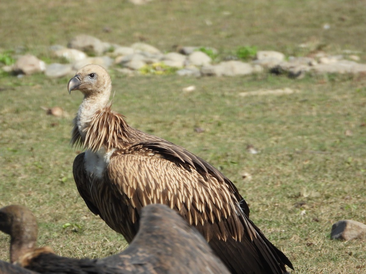 Schneegeier - ML647226658