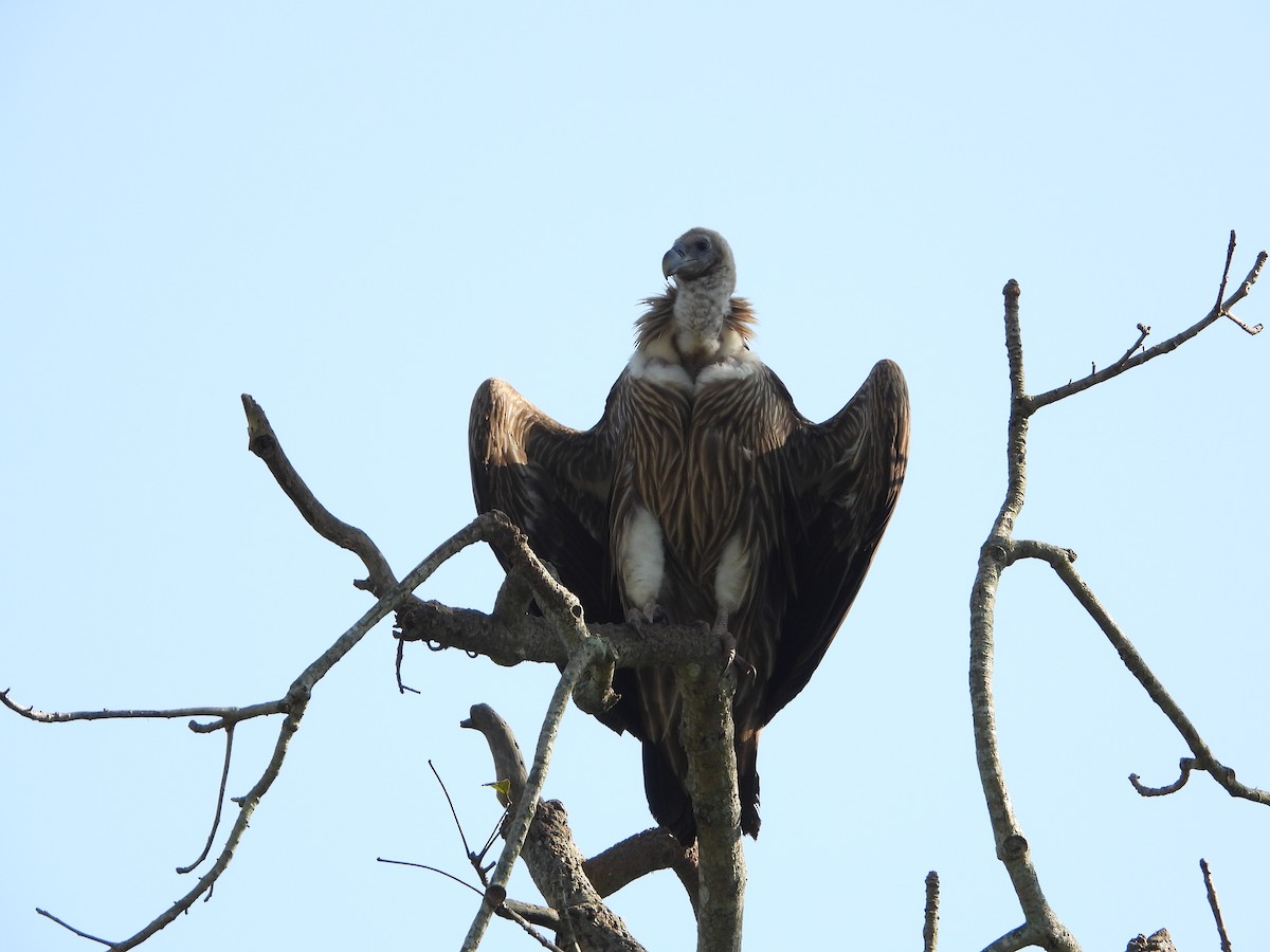 Schneegeier - ML647226659