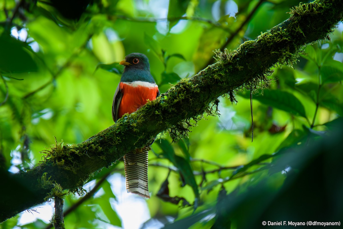 Collared Trogon - ML647226660