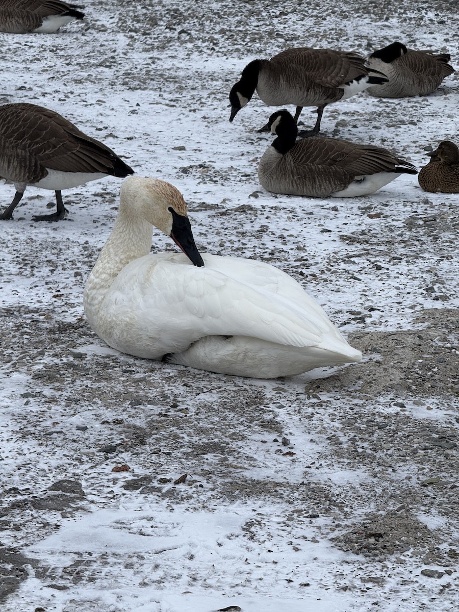 Trumpeter Swan - ML647226670