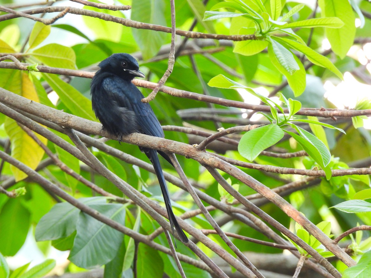Black Drongo - ML647226676