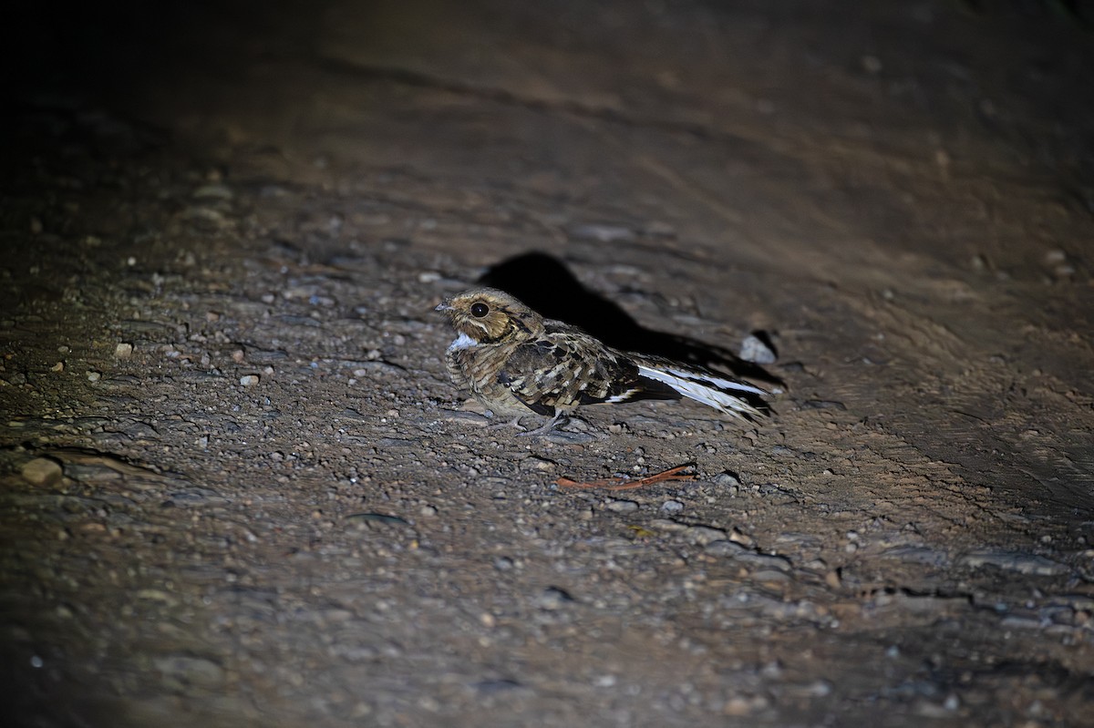 pauraquenattravn - ML647226693