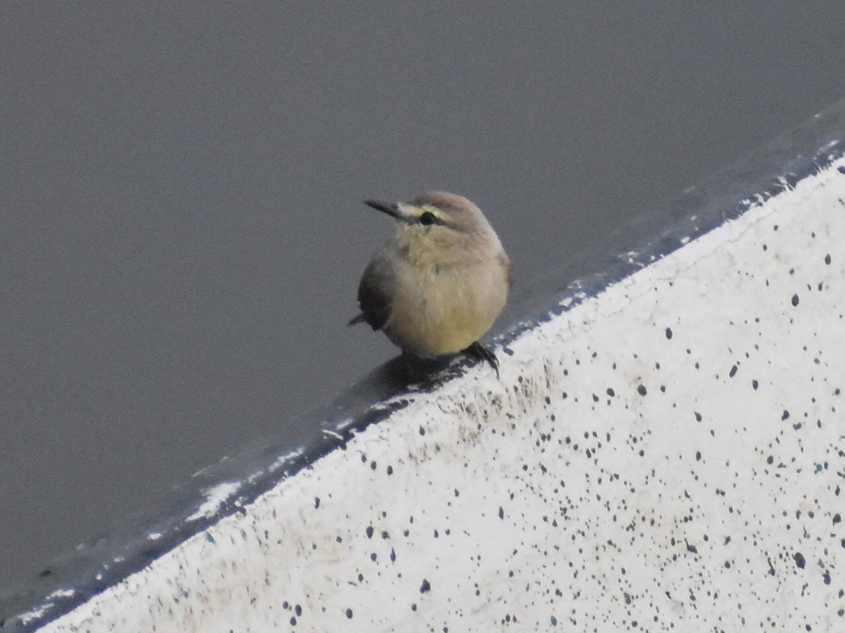 Drab Water Tyrant - ML647226694