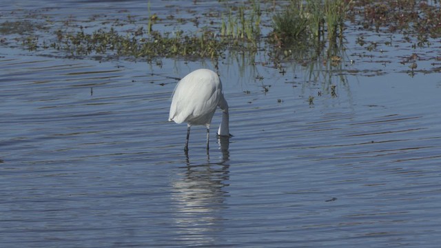 Great Egret - ML647226699
