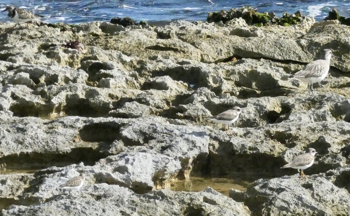 Semipalmated Plover - ML647226705