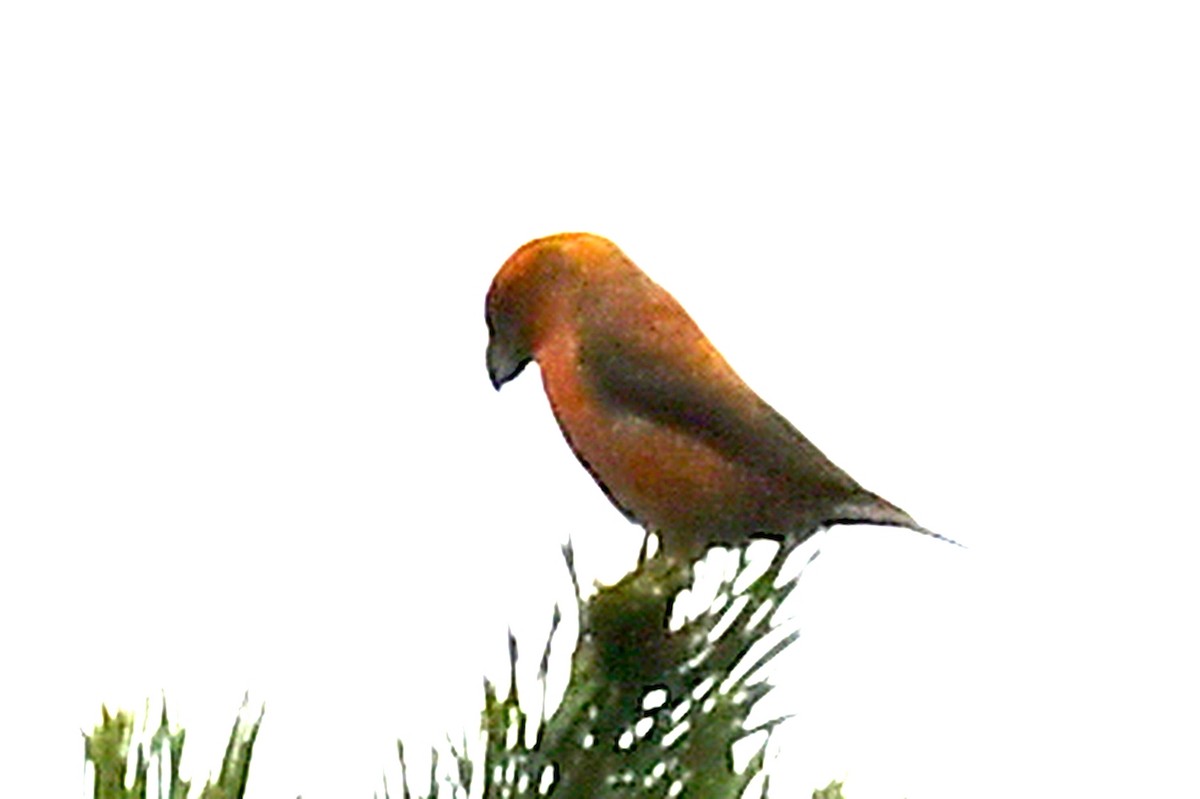 Parrot Crossbill - ML647226709