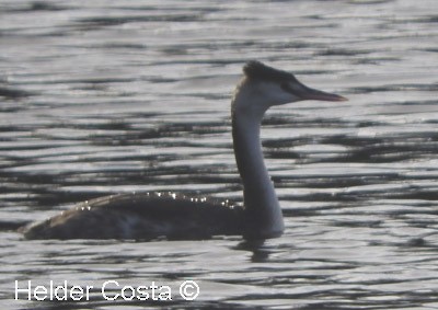 Отгот шунгуур - ML647226710