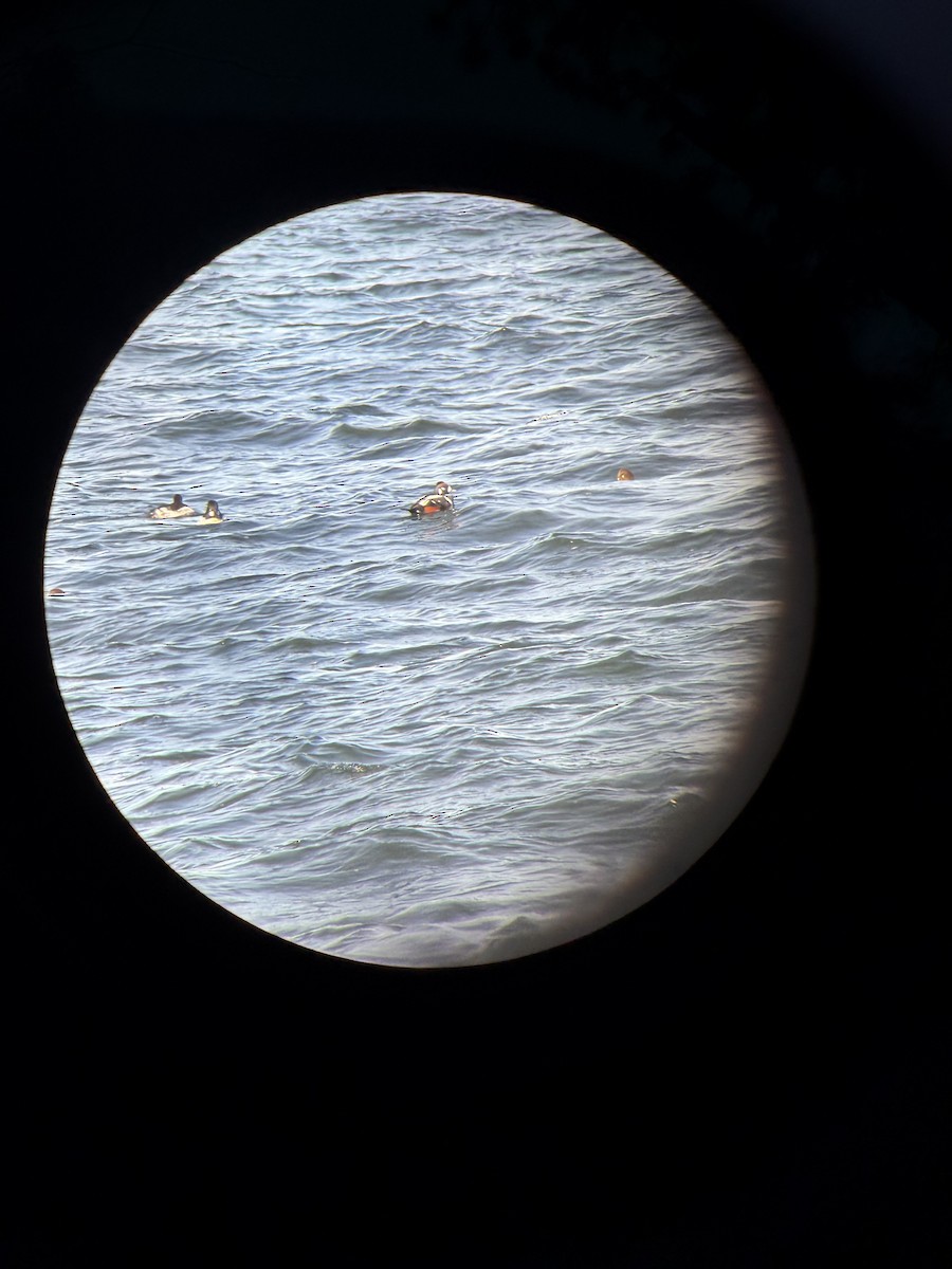 Ahate arlekina - ML647226711