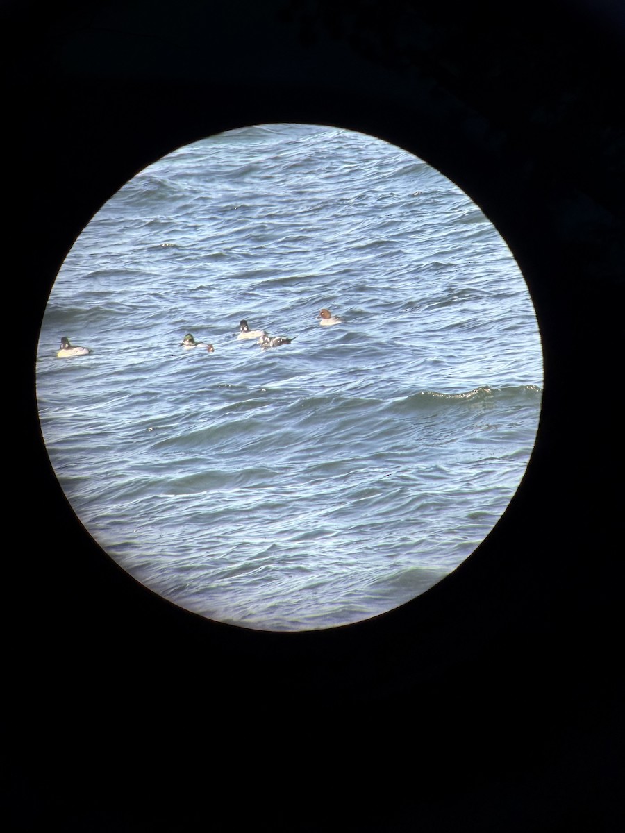 Ahate arlekina - ML647226712