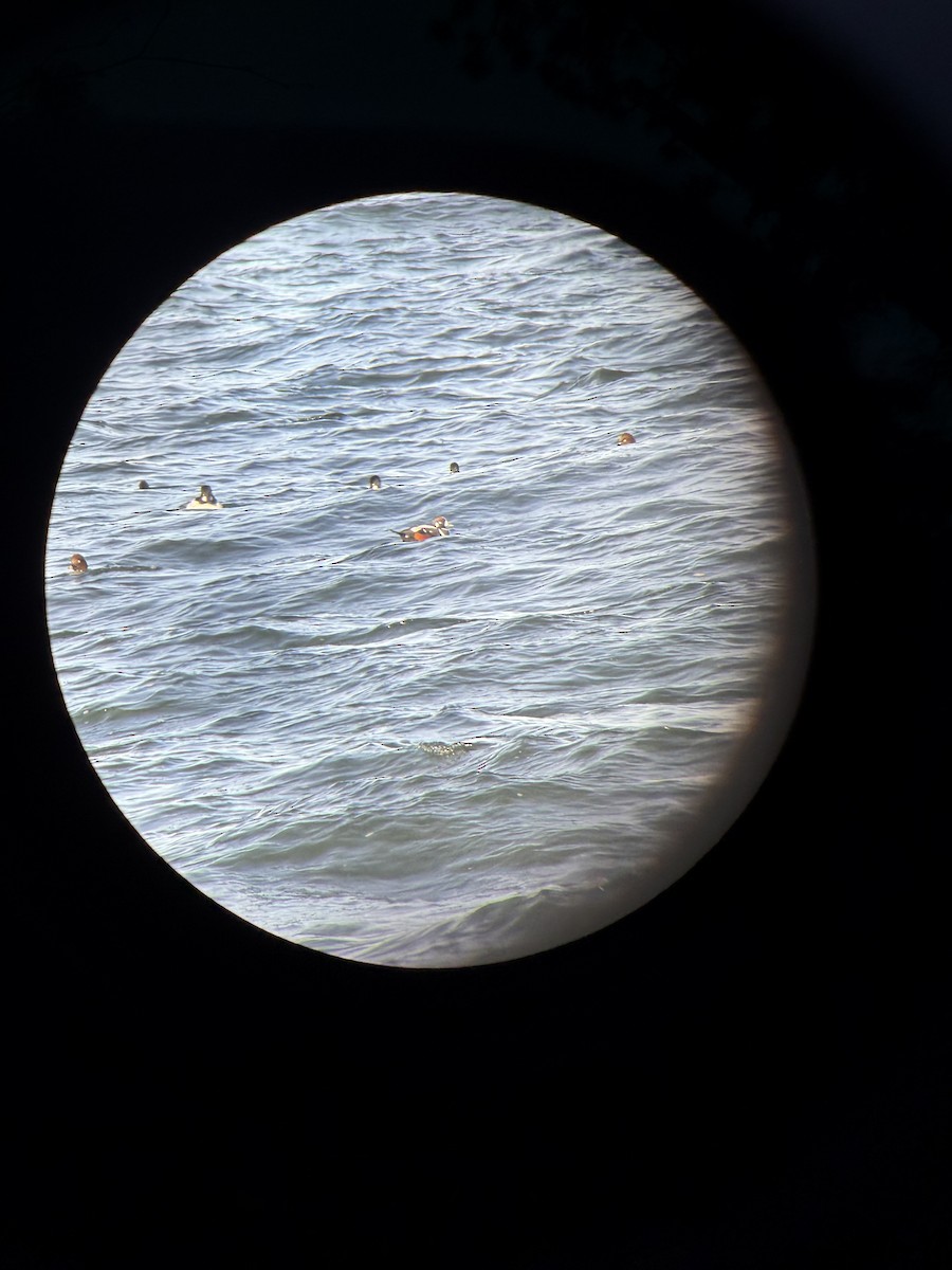 Ahate arlekina - ML647226713