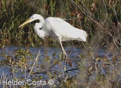 Цасч дэглий - ML647226716