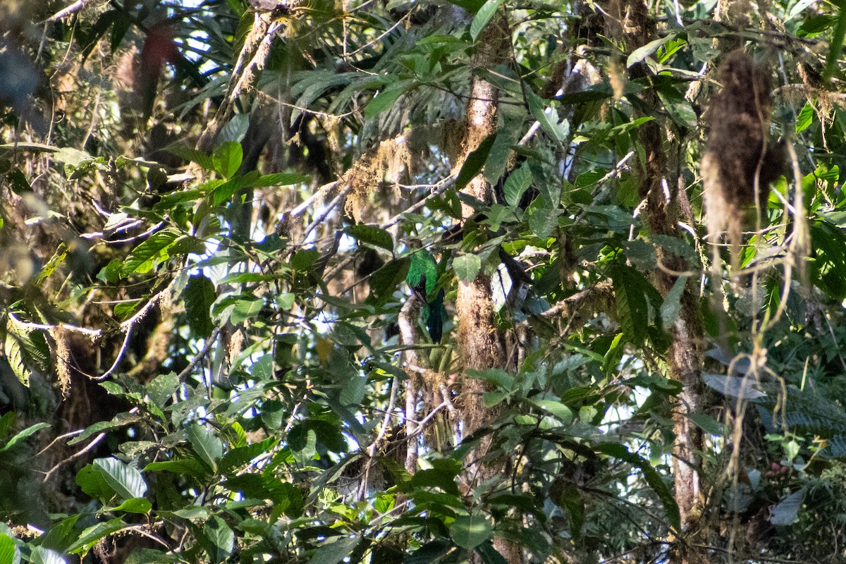 Quetzal doré - ML647226732