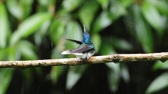 White-necked Jacobin - ML647226738
