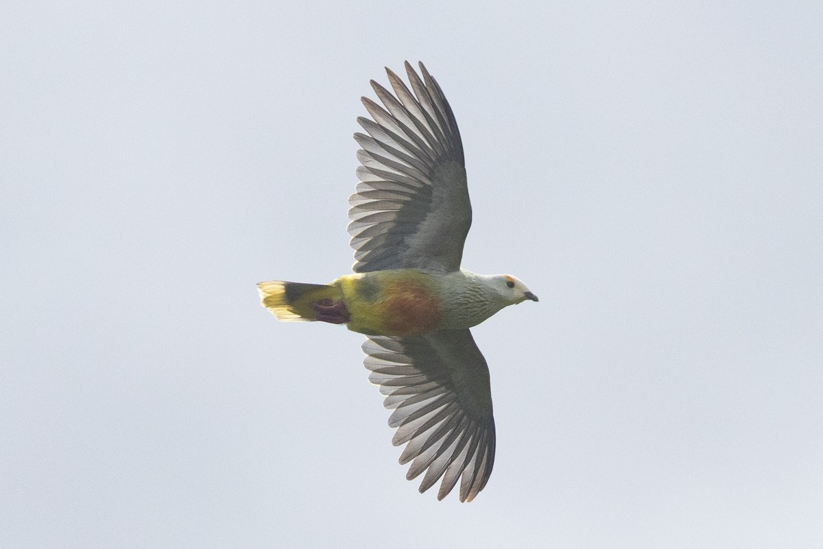 hvitkronefruktdue - ML647226747