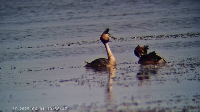 Great Crested Grebe - ML647226750