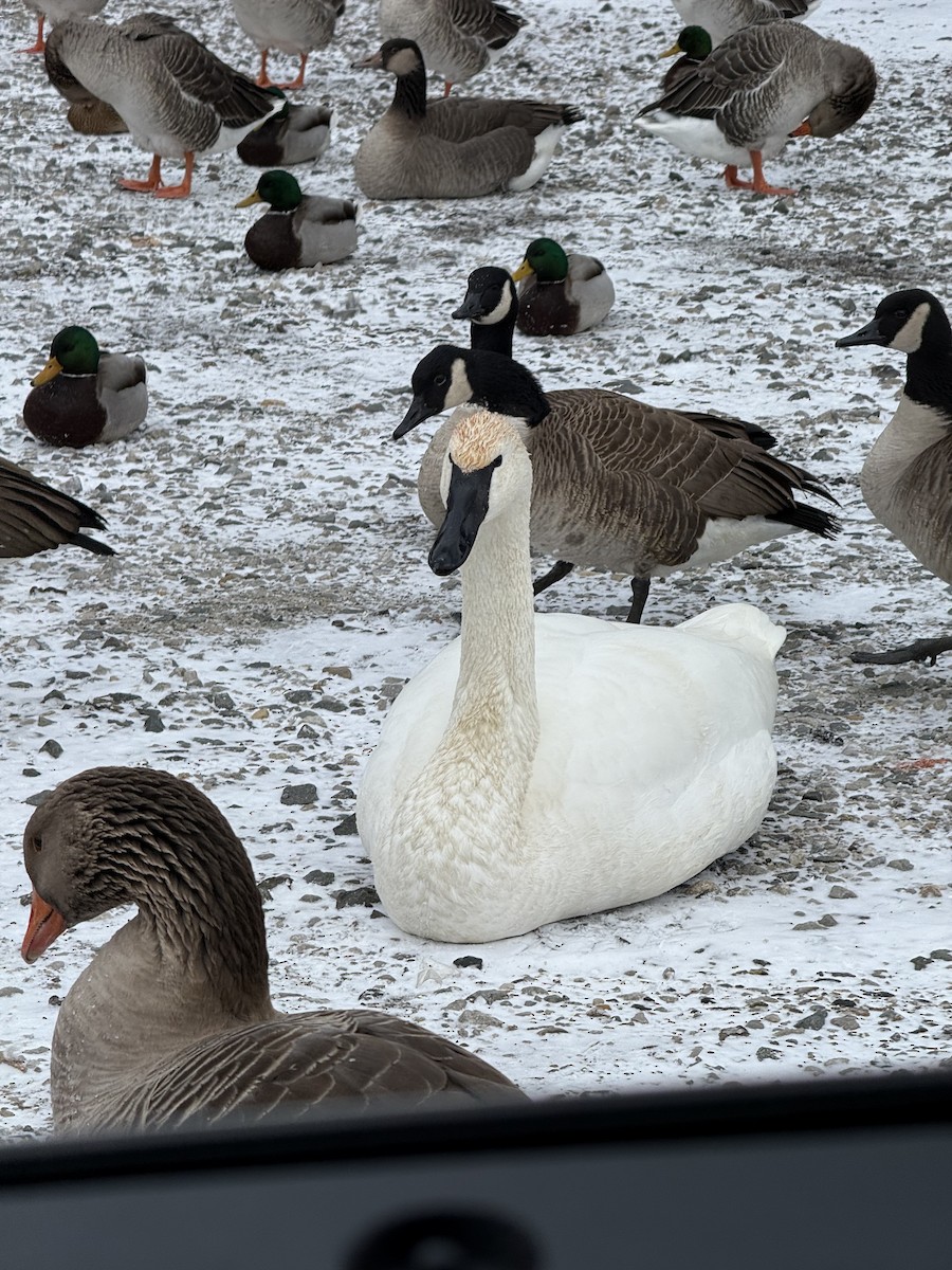 Graylag Goose (Domestic type) - ML647226751