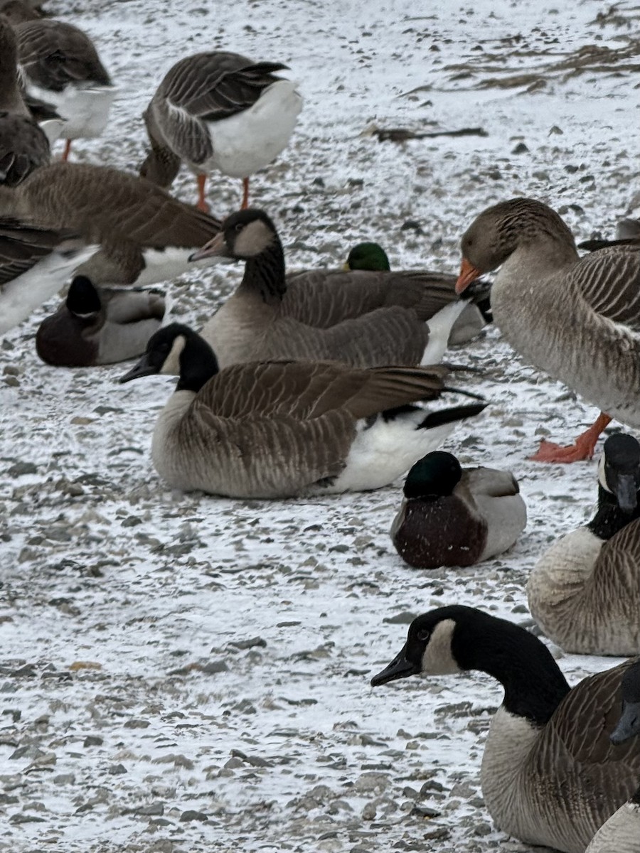 Canada Goose - ML647226769