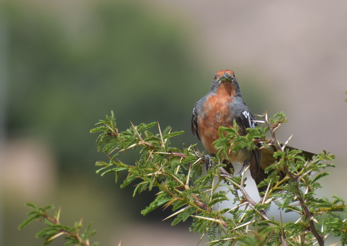 Рара червоновола - ML647226772