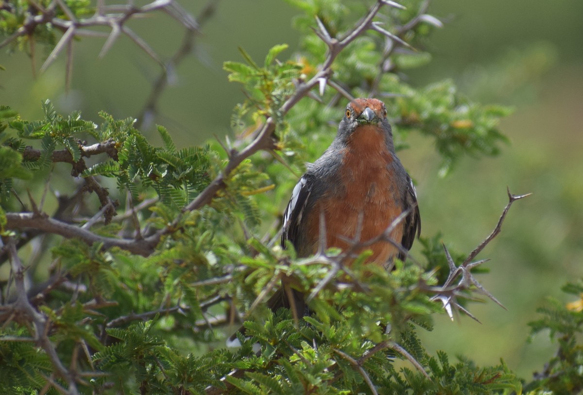 Рара червоновола - ML647226773