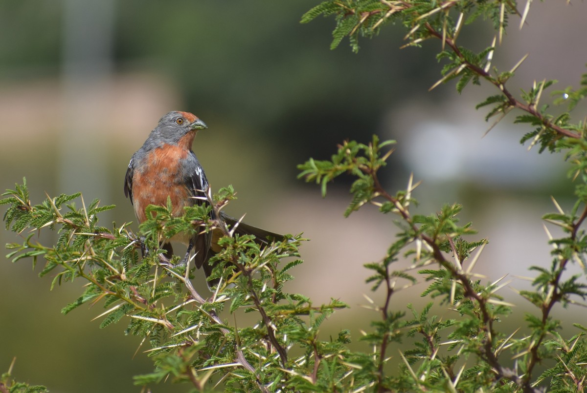 Рара червоновола - ML647226774