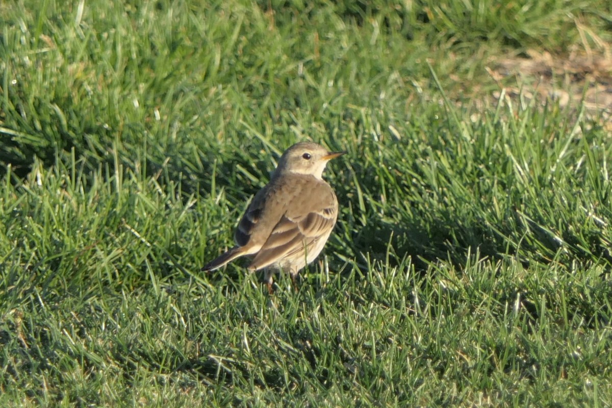 American Pipit - ML647226794