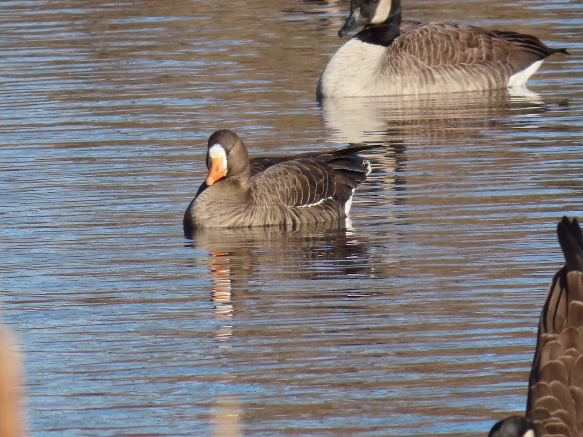 Greater White-fronted Goose - ML647226805