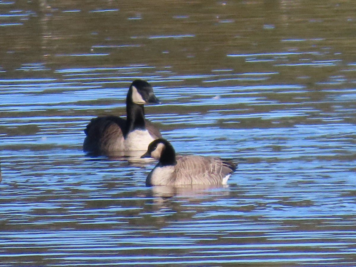 Cackling Goose - ML647226819