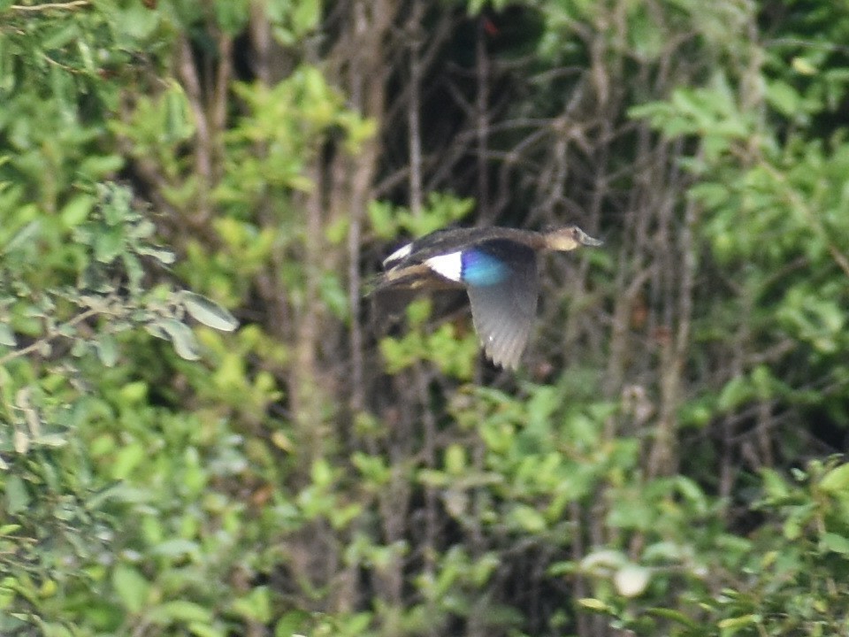 Brazilian Teal - ML647226822