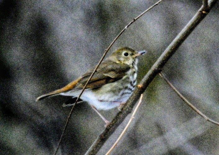 Hermit Thrush - ML647226823