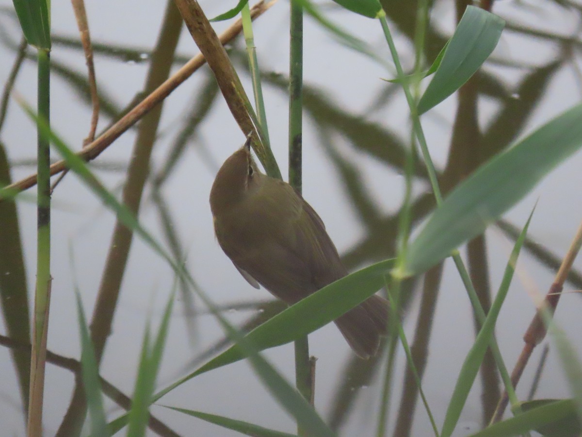 嘰喳柳鶯 - ML647226824