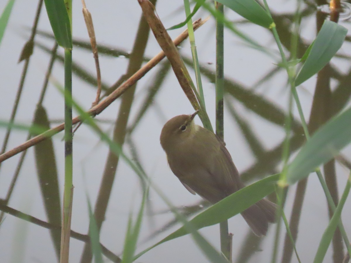 嘰喳柳鶯 - ML647226831