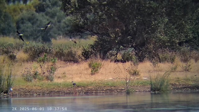 Collared Pratincole - ML647226833