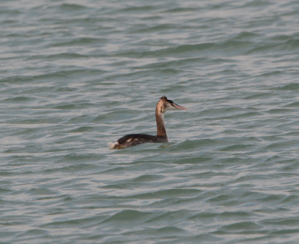 Great Crested Grebe - ML647226851