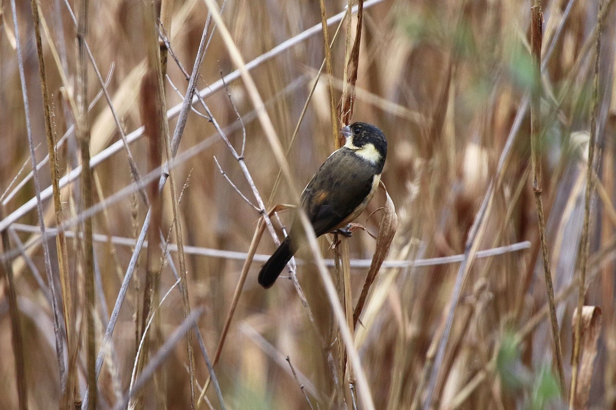 Cinnamon-rumped Seedeater - ML647226852