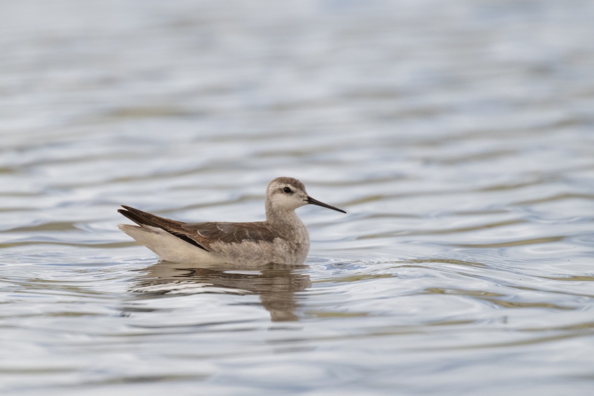 Wilsonwassertreter - ML647226856