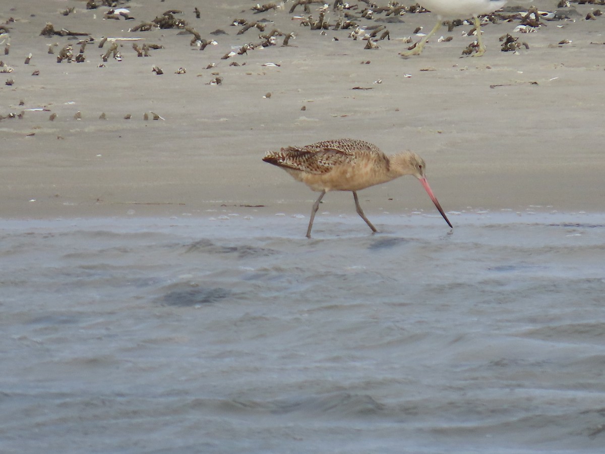 Marbled Godwit - ML647226859