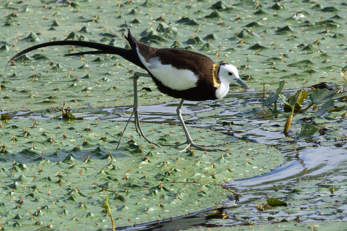Jacana à longue queue - ML647226860