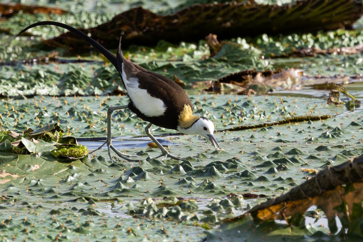 Jacana à longue queue - ML647226861