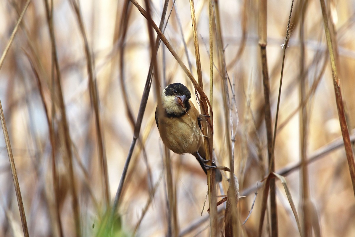 Cinnamon-rumped Seedeater - ML647226862
