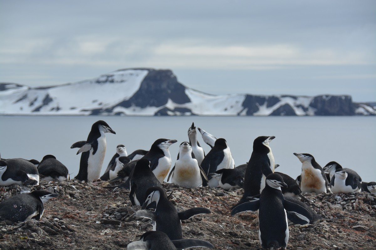 Chinstrap Penguin - ML647226872