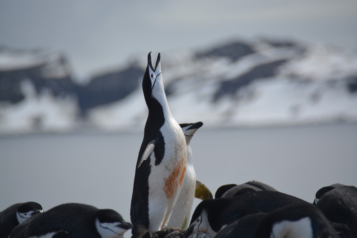 Chinstrap Penguin - ML647226873